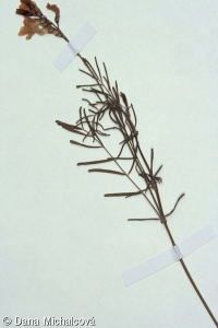 Astragalus sect. Craccina