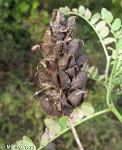 Astragalus cicer – kozinec cizrnovitý