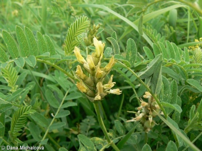 Astragalus cicer – kozinec cizrnovitý