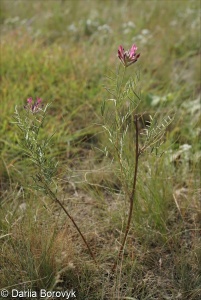 Astragalus sect. Xiphidium