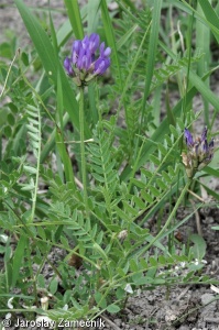 Astragalus danicus – kozinec dánský