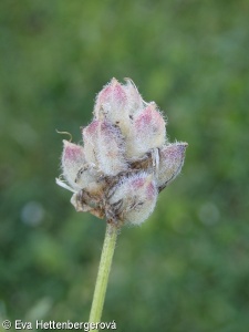 Astragalus danicus – kozinec dánský