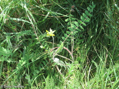 Astragalus sect. Erionotus
