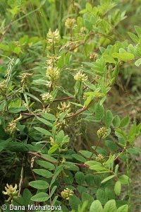 Astragalus sect. Glycyphyllus