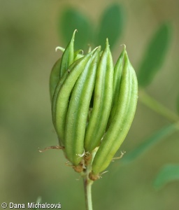 Astragalus glycyphyllos subsp. glycyphyllos