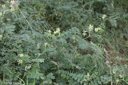 Astragalus sect. Glycyphyllus
