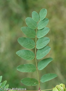 Astragalus glycyphyllos subsp. glycyphyllos