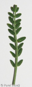 Astragalus onobrychis – kozinec vičencovitý