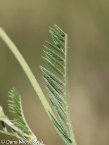 Astragalus onobrychis – kozinec vičencovitý