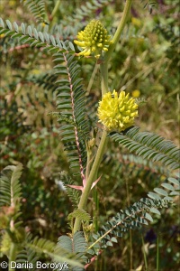 Astragalus sect. Alopecuroidei