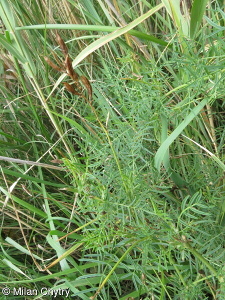 Astragalus sulcatus – kozinec žlábkatý