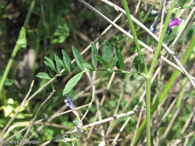 Astragalus sect. Xiphidium