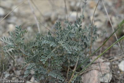 Astragalus vesicarius