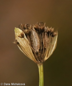 Astrantia major subsp. major – jarmanka větší pravá