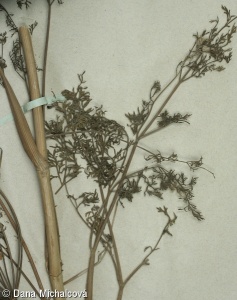 Astrodaucus orientalis – dejvor východní