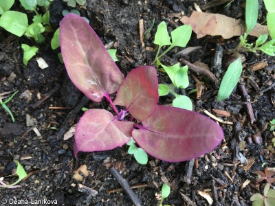 Atriplex hortensis – lebeda zahradní