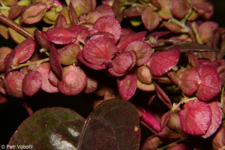 Atriplex hortensis var. rubra – lebeda zahradní červenofialová