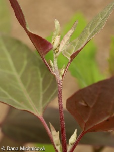Atriplex hortensis var. rubra – lebeda zahradní červenofialová