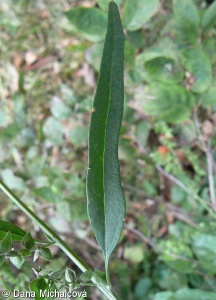 Atriplex oblongifolia – lebeda podlouhlolistá
