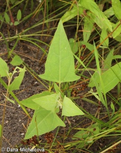 Atriplex prostrata subsp. latifolia – lebeda hrálovitá širokolistá