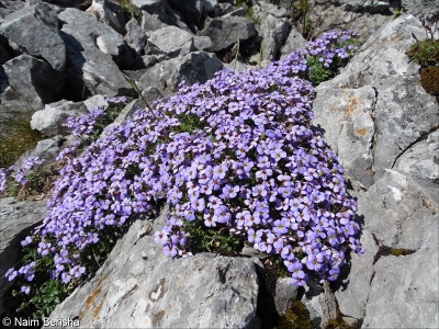 Aubrieta columnae