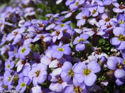 Aubrieta columnae subsp. croatica