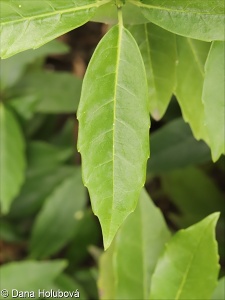 Aucuba japonica