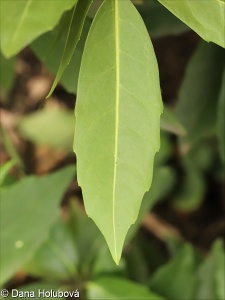 Aucuba japonica