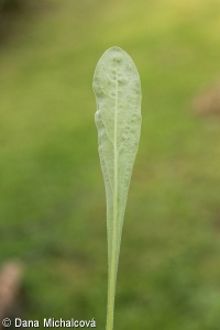 Aurinia saxatilis