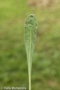Aurinia saxatilis subsp. saxatilis – tařice skalní pravá