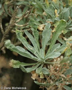 Aurinia saxatilis subsp. saxatilis – tařice skalní pravá