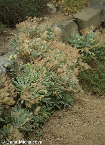 Aurinia saxatilis – tařice skalní