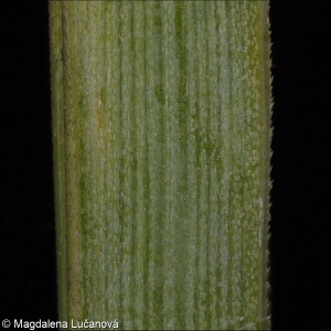 Helictotrichon pratense &ndash; ovsíř luční