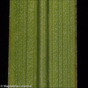 Helictotrichon pratense &ndash; ovsíř luční