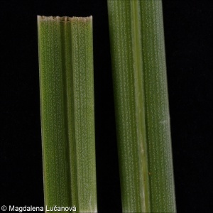 Helictotrichon pratense &ndash; ovsíř luční