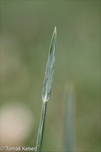 Helictotrichon pratense subsp. pratense – ovsíř luční pravý