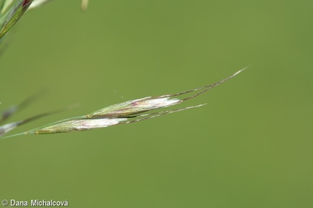 Helictotrichon pubescens – ovsíř pýřitý