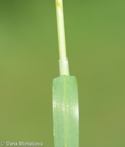 Helictotrichon pubescens – ovsíř pýřitý