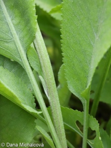 Tanacetum balsamita – maří list balšámový