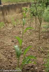 Tanacetum balsamita – maří list balšámový