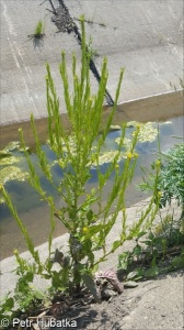 Barbarea stricta – barborka přitisklá