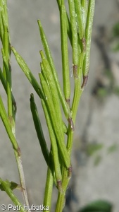 Barbarea stricta