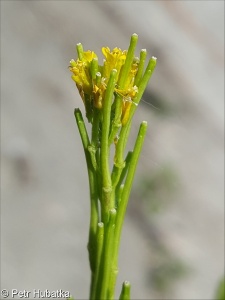 Barbarea stricta