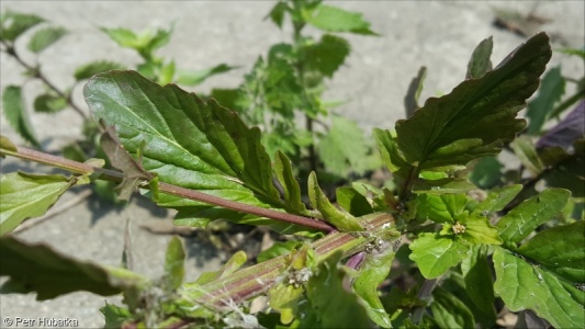 Barbarea stricta