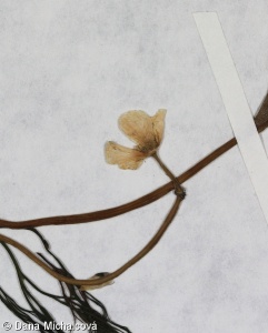Ranunculus sect. Batrachium – lakušník