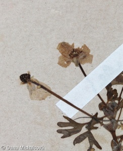 Ranunculus baudotii – lakušník Baudotův