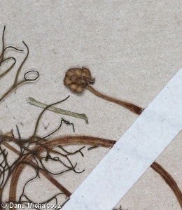 Ranunculus baudotii – lakušník Baudotův