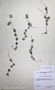 Ranunculus circinatus – lakušník okrouhlý