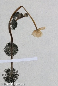 Ranunculus circinatus – lakušník okrouhlý