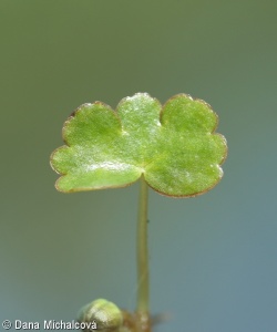 Ranunculus peltatus – lakušník štítnatý